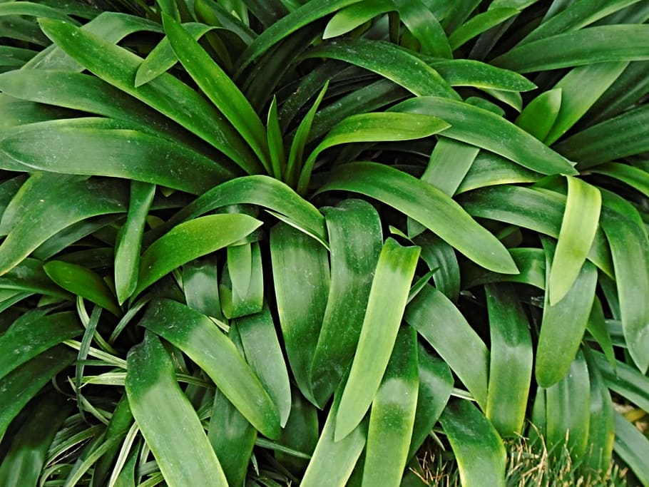 leaves, plant, leaf, green, foliage, garden, nature, outdoor HD wallpaper