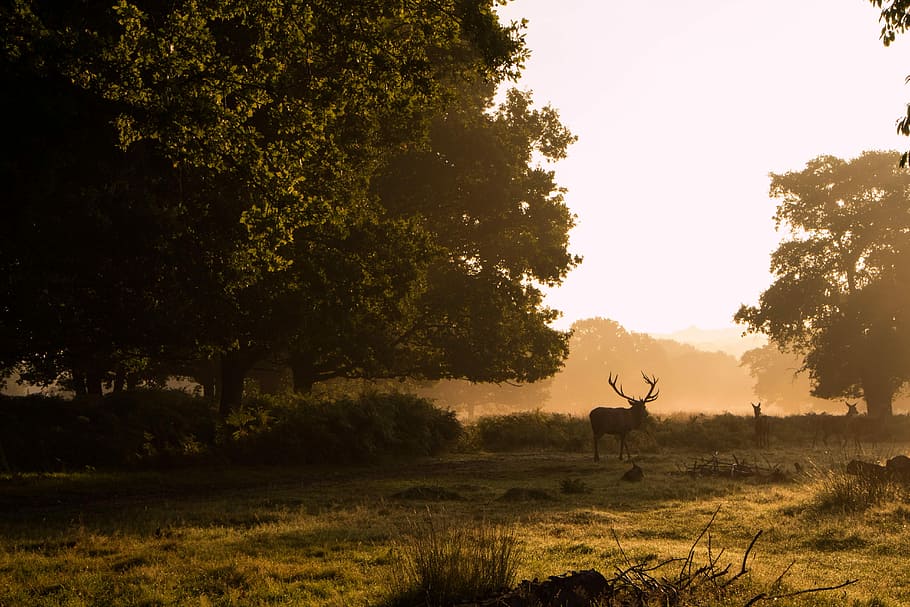 deer near tree at daytime, deer on grass field, antler, nature HD wallpaper