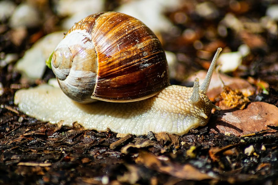 worm, conch, snail, slowly, mollusk, gastropod, animal wildlife HD wallpaper