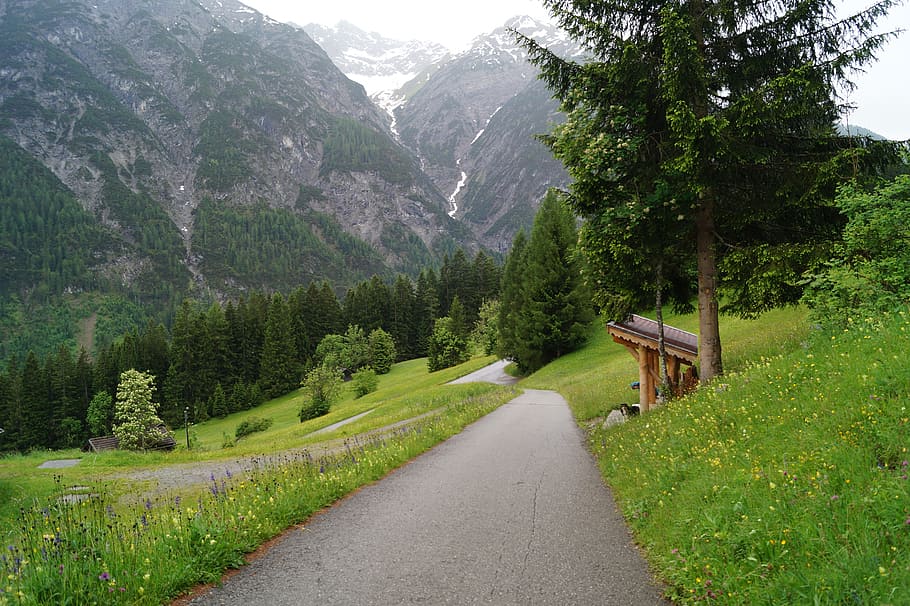 holiday, austria, rest, away, plant, tree, beauty in nature HD wallpaper