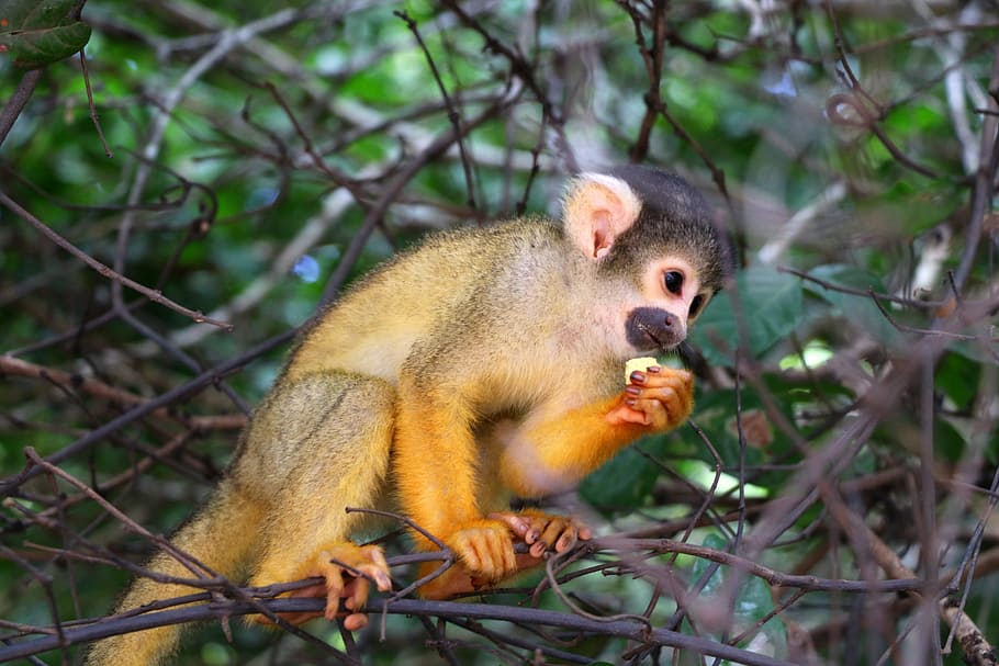 monkey, bolivia, amazon, jungle, landscape, nature, animals HD wallpaper