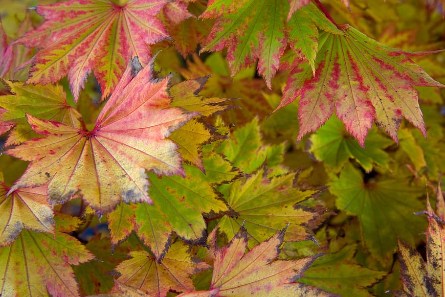 leaf, leaves, red, autumn, fall, background, season, plant part HD wallpaper