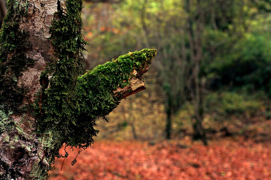 tilt shift photography of green moss, forest, tree, bark, trees HD wallpaper