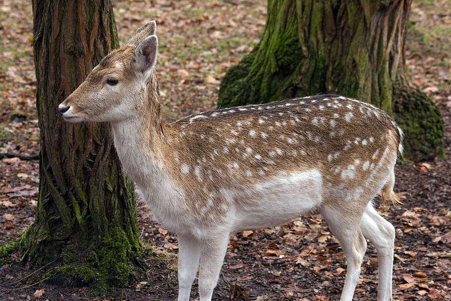 hirsch, fallow deer, forest, nature, animal wildlife, animal themes HD wallpaper