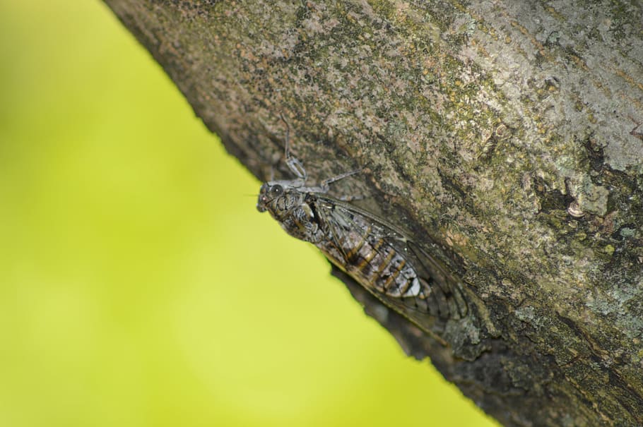cicada, insect, nature, animal themes, one animal, animal wildlife HD wallpaper