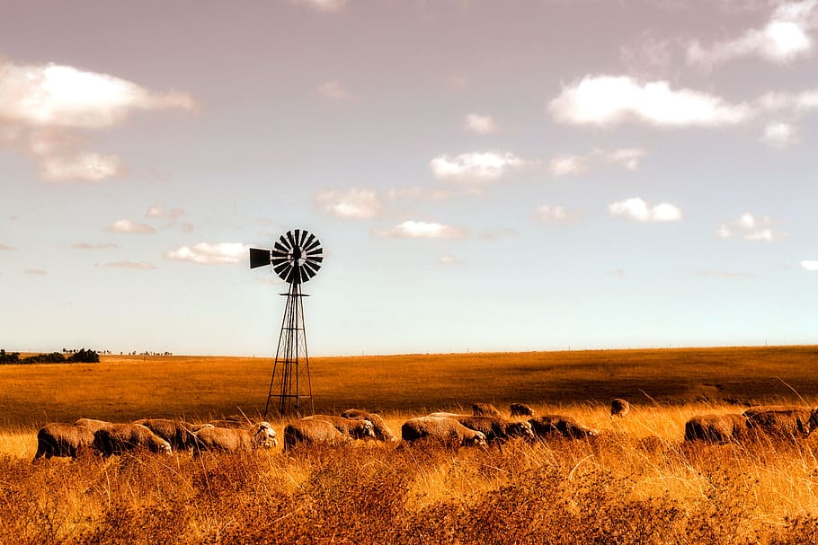 Sheep, Farm, Windmill, nature, sky, landscape, outdoors, no People HD wallpaper