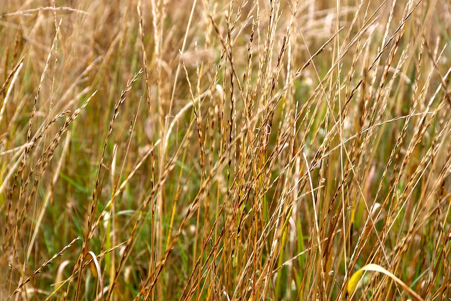grass, weeds, extended border, growth, field, plant, land, agriculture HD wallpaper