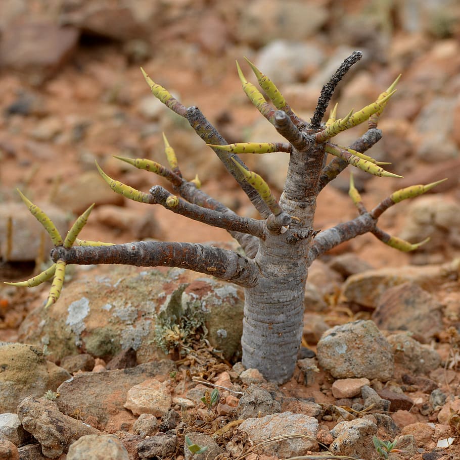 fig tree, nature, shoots, plant, no people, day, close-up, focus on foreground HD wallpaper