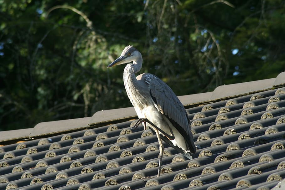 heron, bird, vertebrate, animal wildlife, animals in the wild HD wallpaper