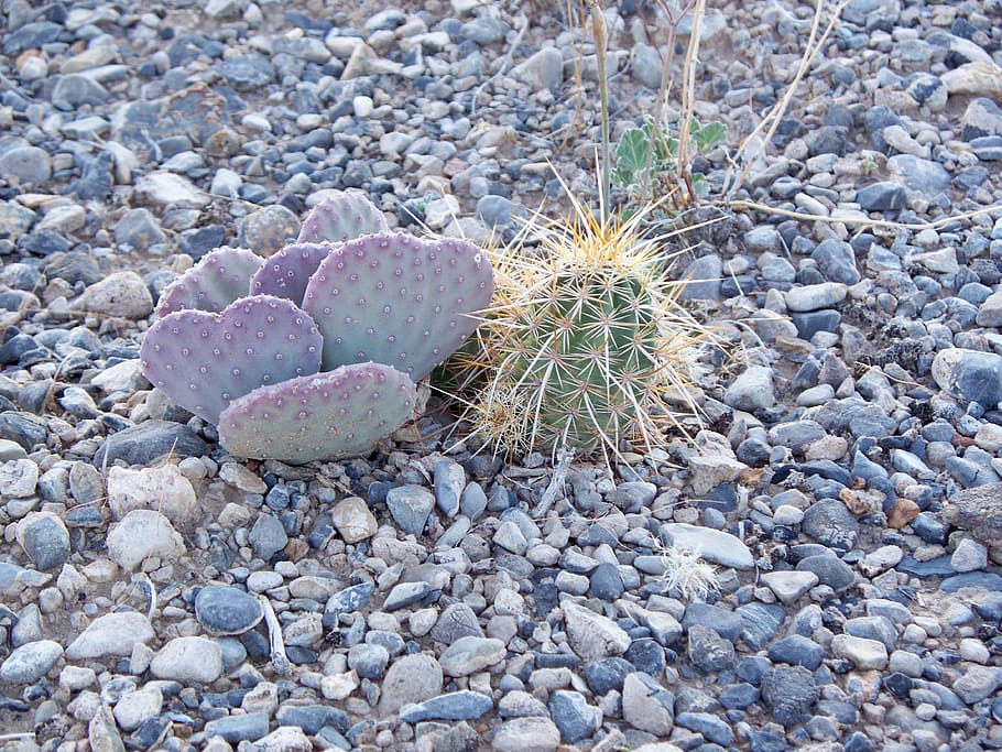 desert, nevada, cactus, solid, rock, stone - object, rock - object HD wallpaper