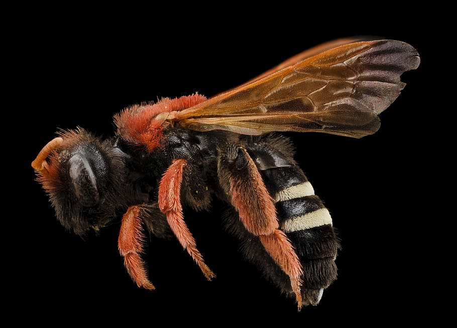 bee, insect, macro, profile, mounted, wildlife, nature, honeybee HD wallpaper