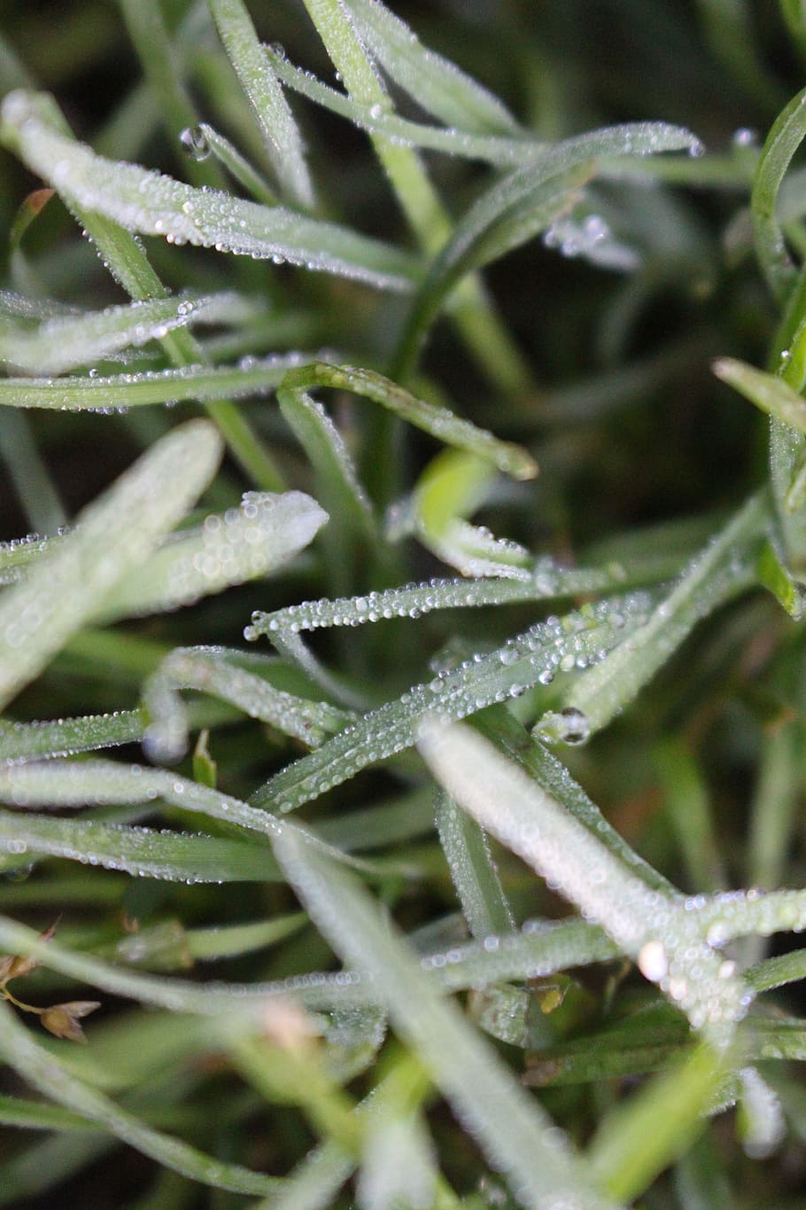 Droplets on Green Grass in Macro Shot, bright, close-up, dew HD wallpaper