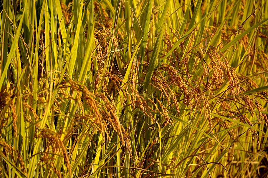 brown rice plants, ch, autumn, results, harvest, farming, field, HD wallpaper