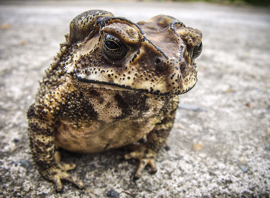 selective focus photography of frog at gray pavement, toad HD wallpaper