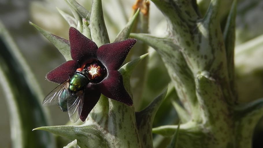 nature, flower, macro, insects, fat plants, growth, close-up HD wallpaper