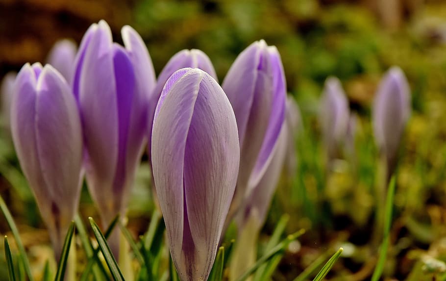 purple petaled flowers in selective focus photography, crocus HD wallpaper
