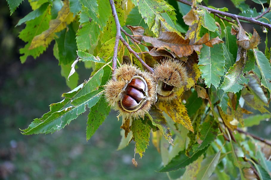 chestnuts, curly, autumn, plant, leaf, plant part, animal, animal themes HD wallpaper