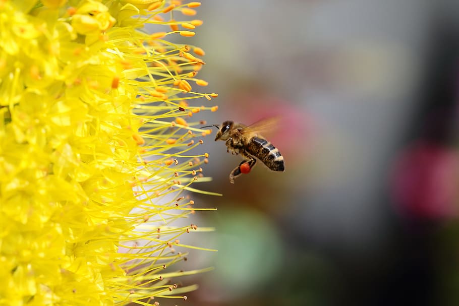 yellow, flower, bee, invertebrate, insect, animal themes, animal wildlife HD wallpaper