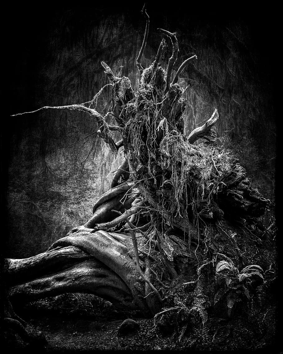 nature, tree trunk, composite, plant, no people, day, auto post production filter HD wallpaper