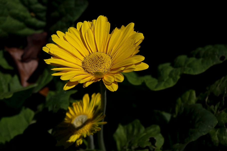 Daisy, Yellow, Macro, Flower, vibrant, floral, bright, summer HD wallpaper