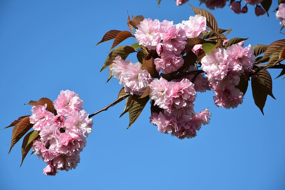 flower, tree, plant, nature, cherry, leaves, garden, current season HD wallpaper