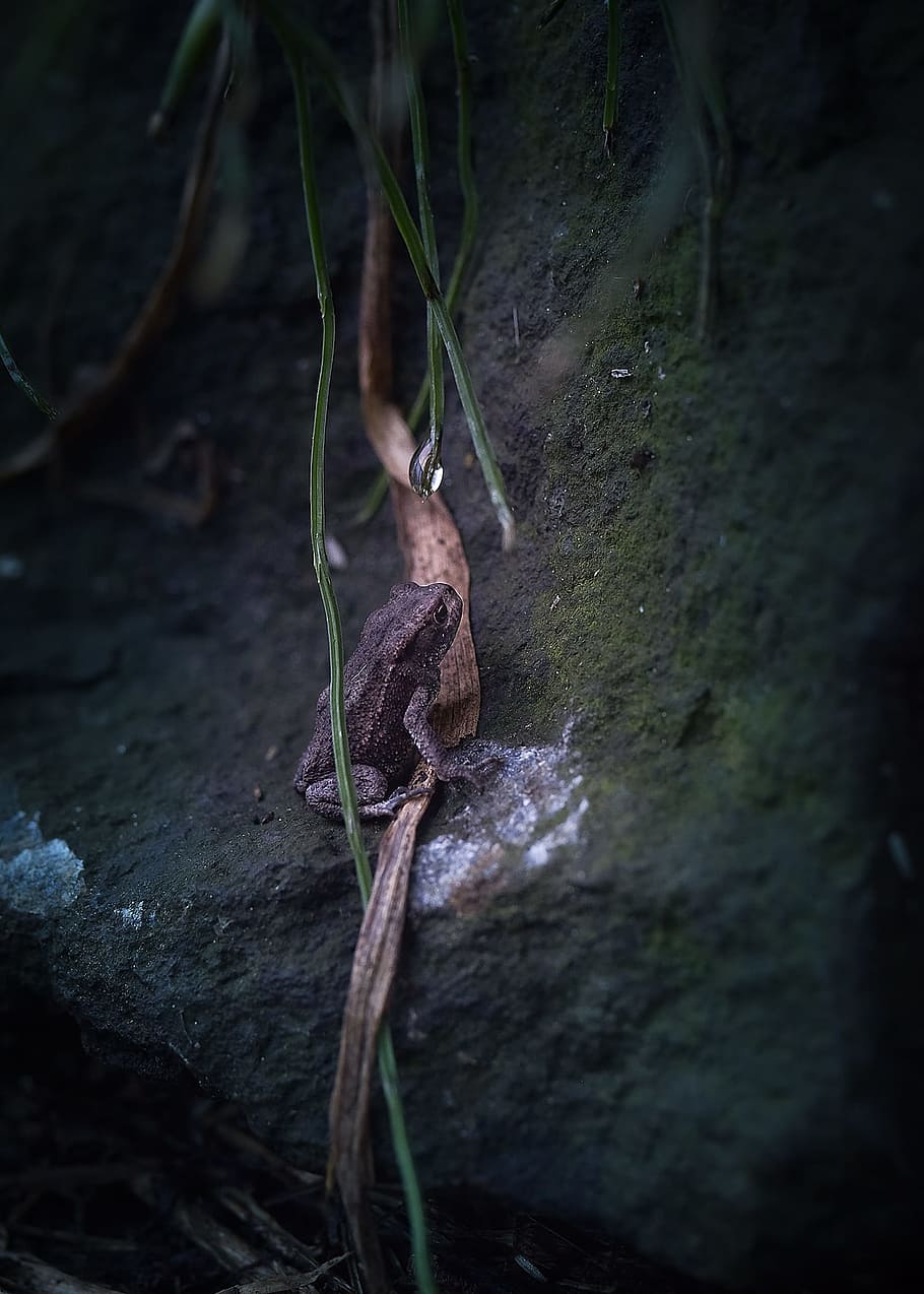 toad, nature, leaves, gloomy, mysteriously, rock, garden, experience nature HD wallpaper