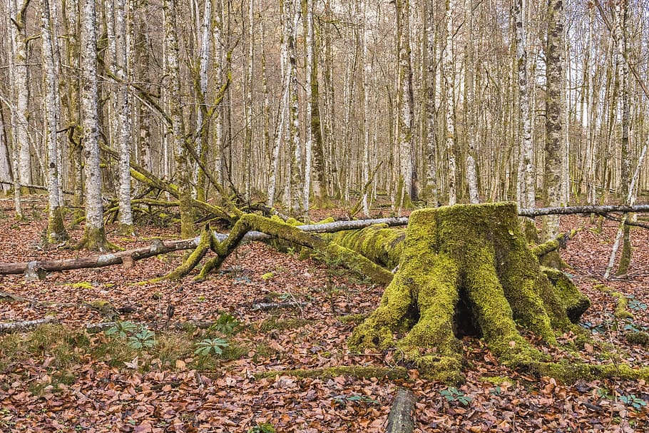 forest, tree, log, nature, decay, morsch, forest floor, leaves HD wallpaper