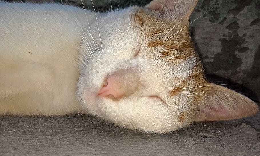 cat, cat sleeping, mammal, animal themes, one animal, domestic HD wallpaper