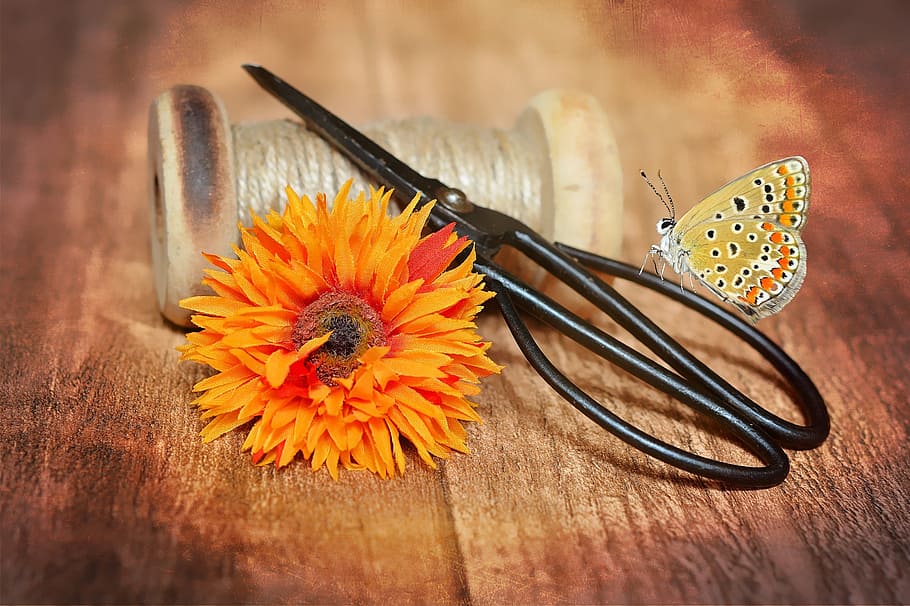 black scissors, gray thread spool, and oranged daisy flower, coil