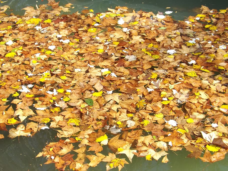 Autumn, Leaves, Maple, Fall, Brown, plant, natural, botanical HD wallpaper