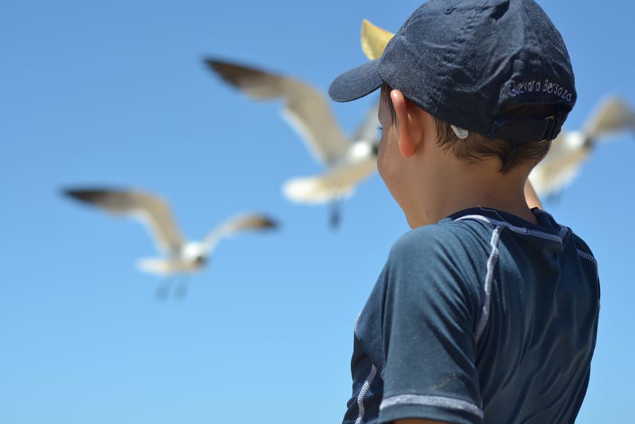 boy in black t-shirt with cap watching flying seagulls on air, HD wallpaper