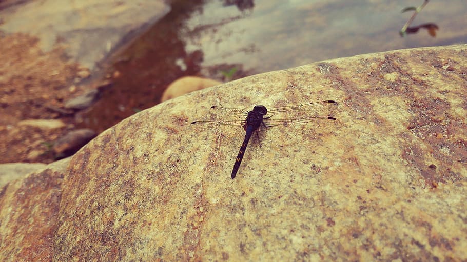 dragonfly, rock, river, wing, bug, natural, life, nature, insect HD wallpaper