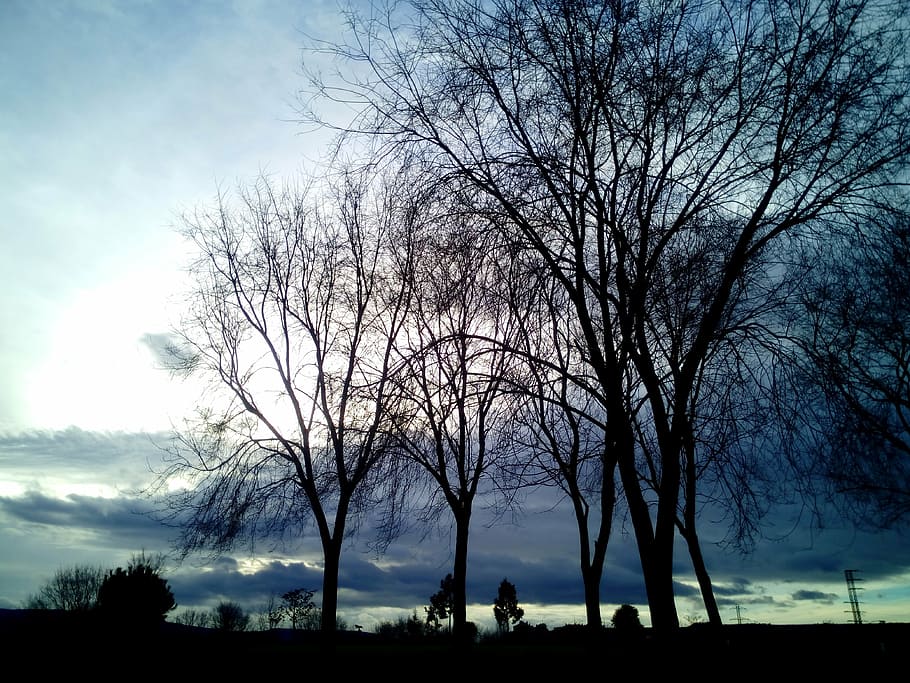 winter, trees, leaves, cold, branches, nature, sky, clouds HD wallpaper