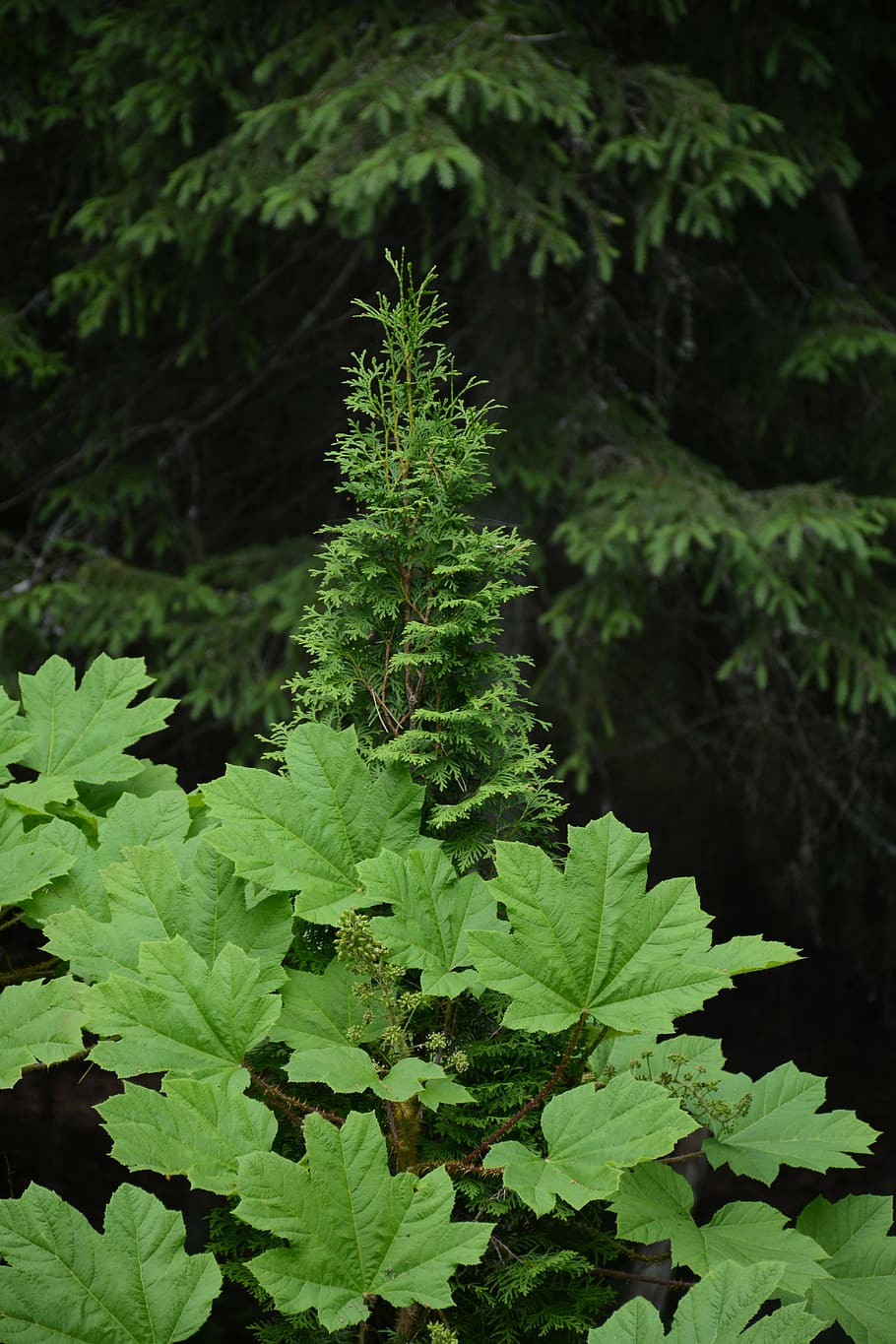 nature, plant, leaf, summer, green, foliage, tree, growth, plant part HD wallpaper