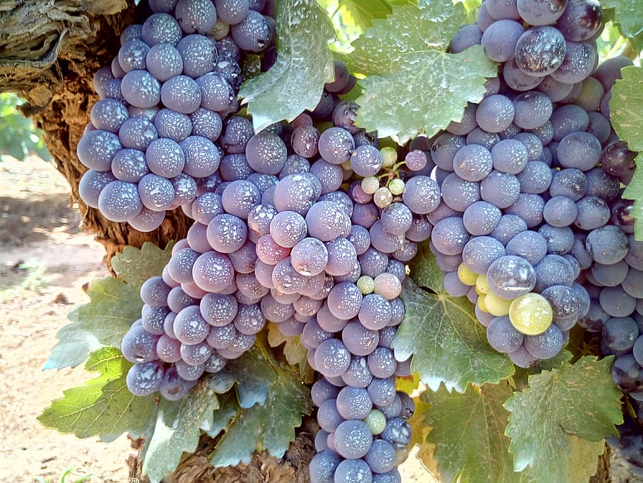 grape, black, red, vineyard, vineyards, field, wine, clusters