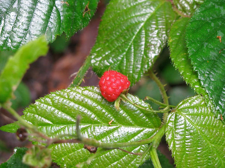 fruit, berries, raspberry, red, bush, leaf, nature, freshness HD wallpaper