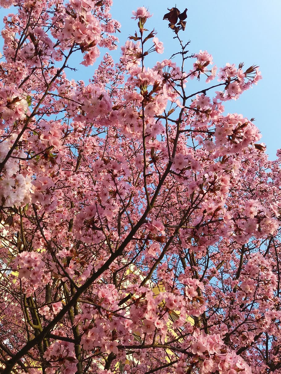 spring, rozowy, tree, nature, landscape, pink color, flowering plant, HD wallpaper