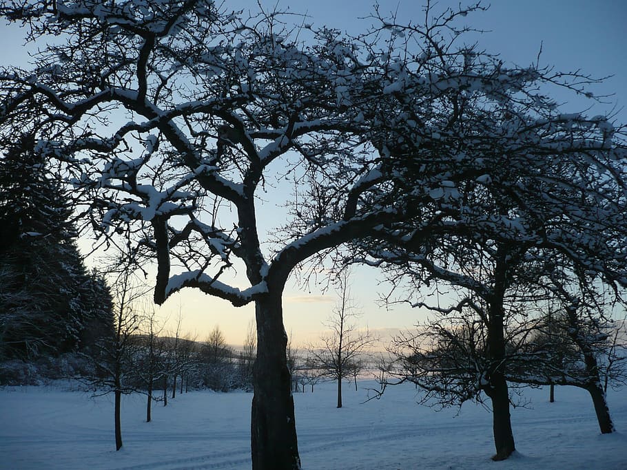orchard, winter, snow, fruit tree, cold temperature, plant HD wallpaper