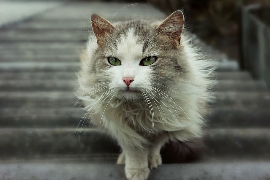 grey and brown cat on stair, animal, spring, nature, feline HD wallpaper