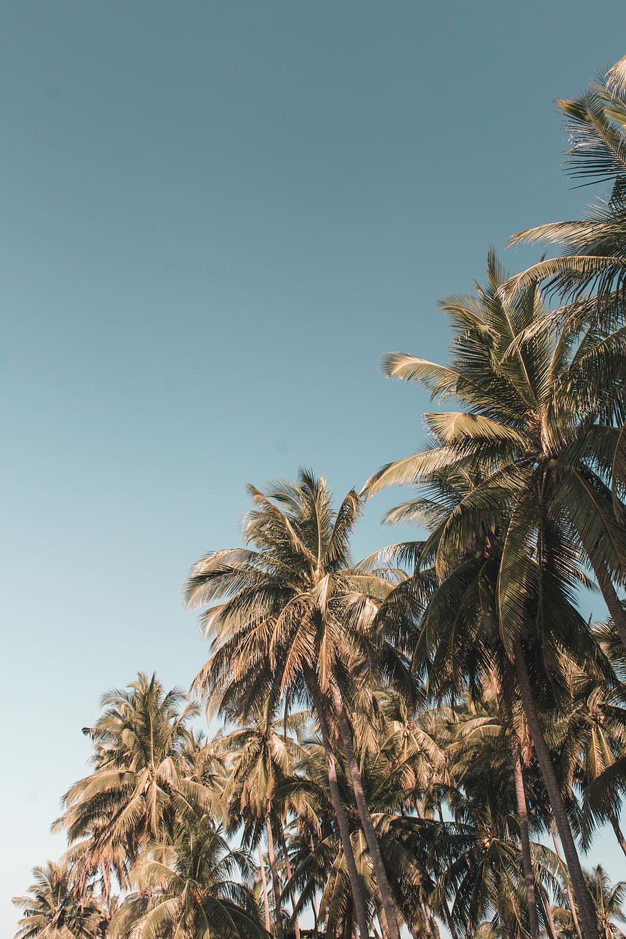 green palm trees during daytime, sky, blue, wanderlust, travel HD wallpaper