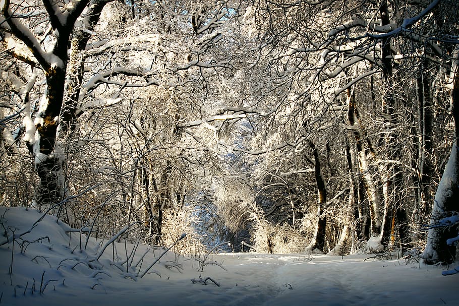 photo of bare trees covered by snow, winter, wintry, snowy, away