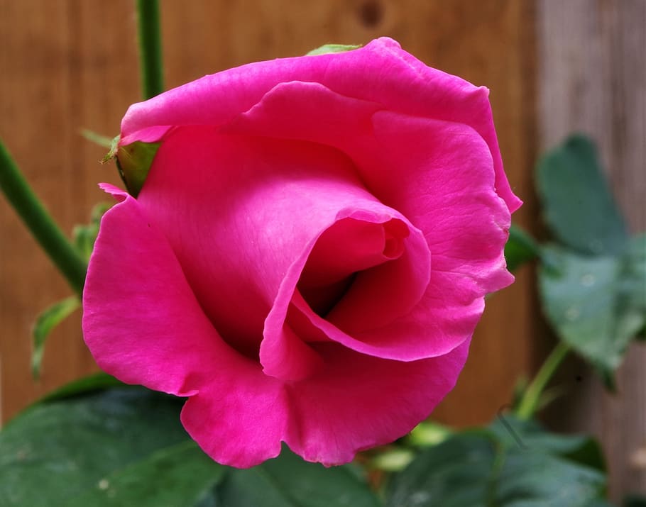 flower, rosa, rose, flowering plant, beauty in nature, petal HD wallpaper