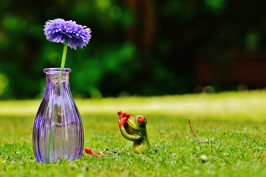 vase, flower, frog, funny, cute, sweet, meadow, nature, grass HD wallpaper