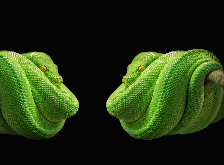 green snake photo collage, python, green tree python, tree snake, HD wallpaper