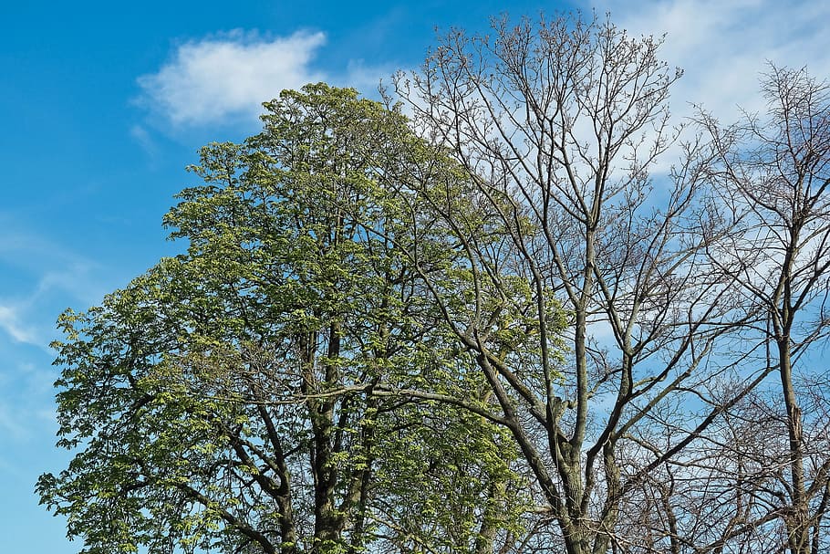 trees, forest, nature, landscape, mood, clouds, sky, blue, blue sky HD wallpaper