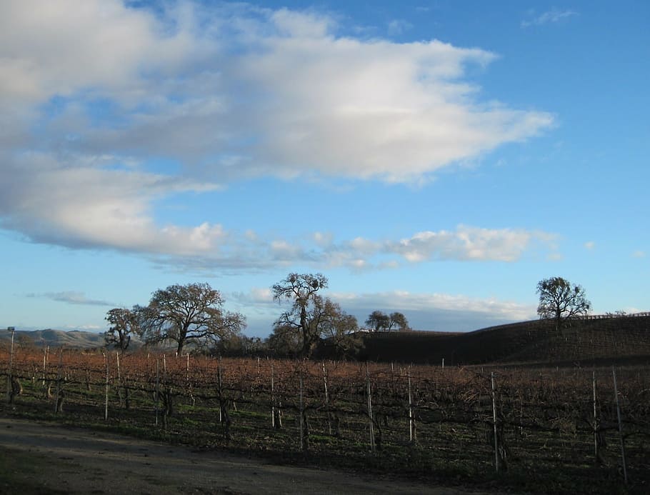 wine country, vineyard, oak trees, deciduous tree, winter, grass, HD wallpaper