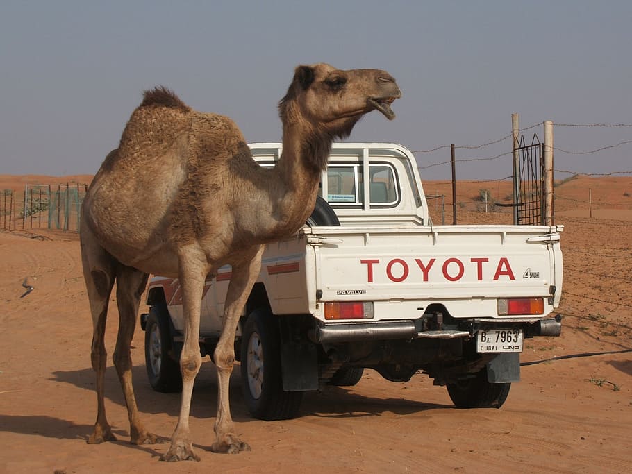 camel, toyota, desert, text, western script, mode of transportation HD wallpaper