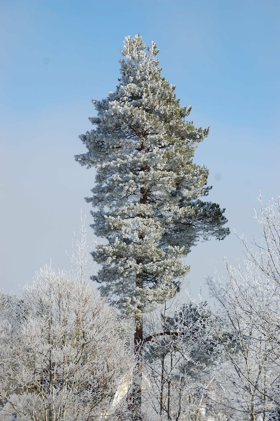 pine, tree, forest, nature, pines, tall trees, sweden, time of year HD wallpaper