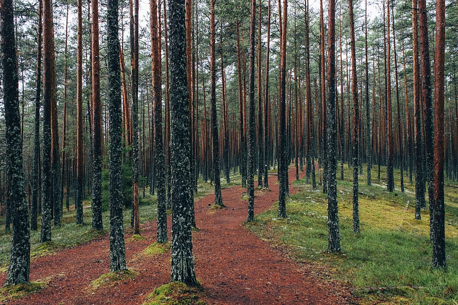 forest path, woods, nature, landscape, trail, foliage, tree HD wallpaper