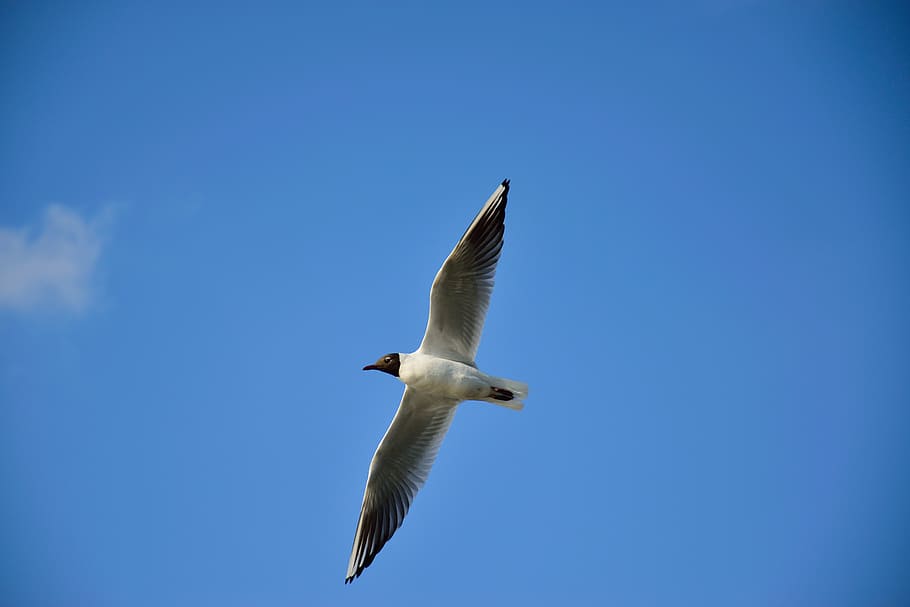 seagull, bird, flight, nature, wings, sky, animals, pen, wild birds HD wallpaper